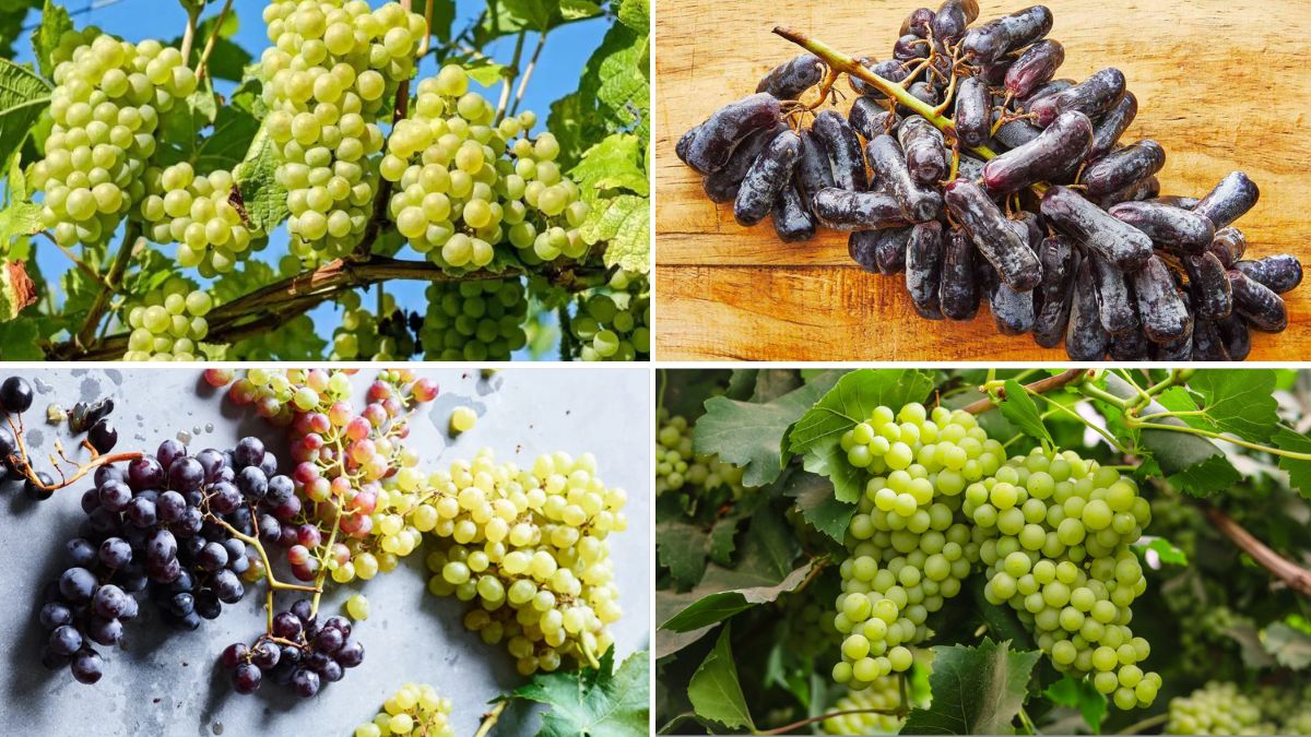 Which Country Produces the Most Grapes?