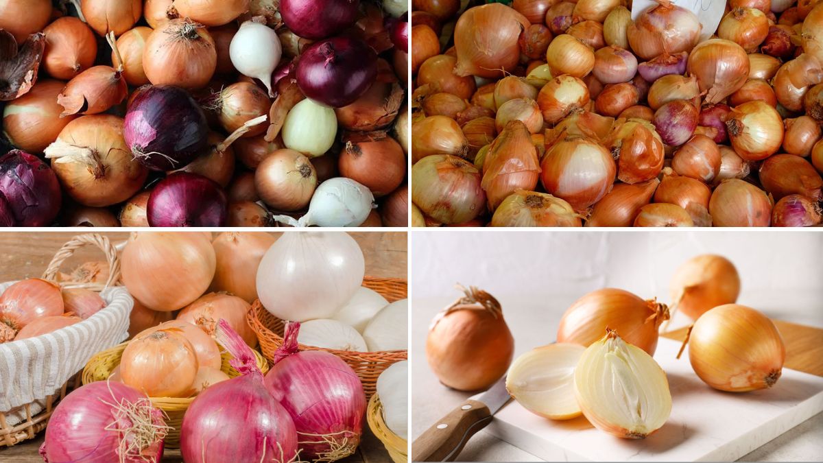 Which Country Produces the Most Onions?