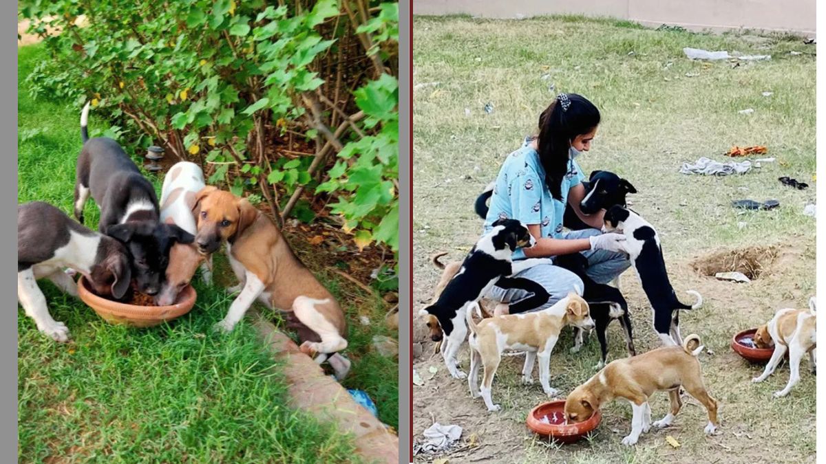 Hands That Feed: Compassionate Souls Nourishing Stray Animals During the COVID-19 Lockdown