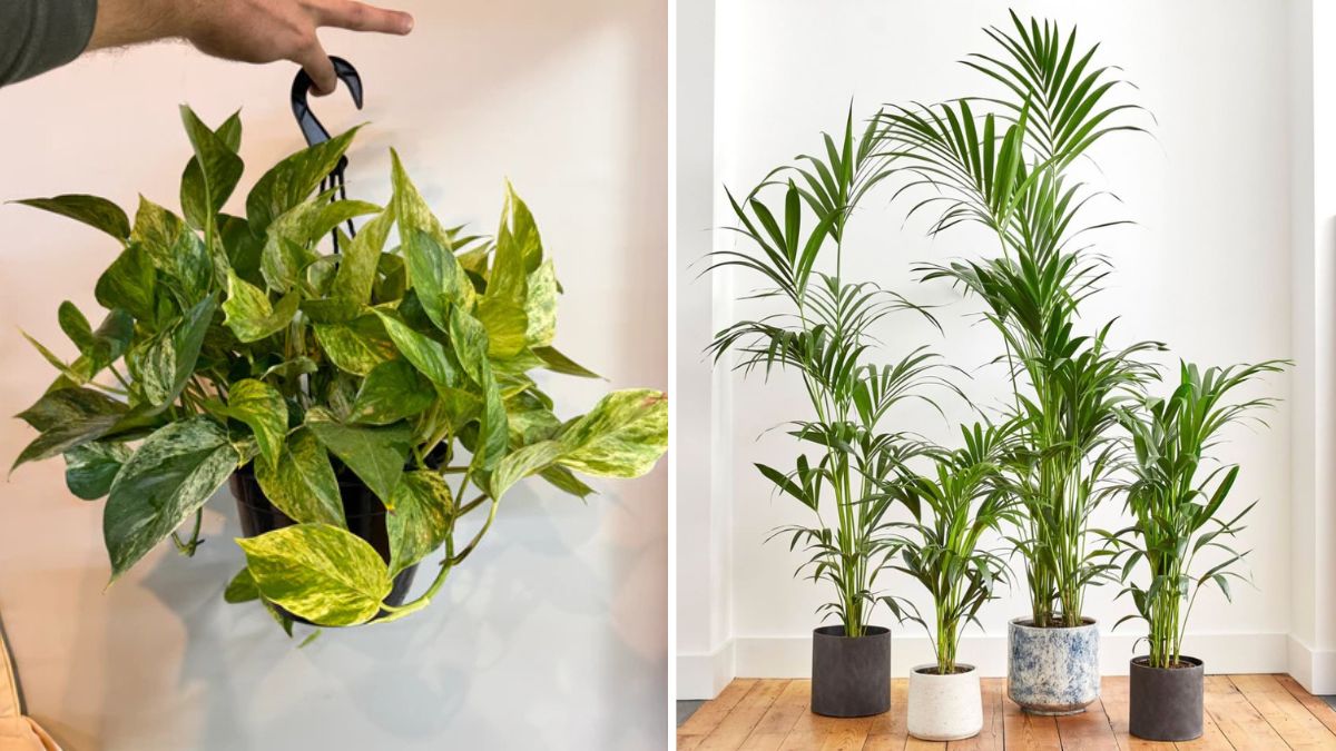 Why Some Houseplants Thrive on Neglect — and How to Choose Them