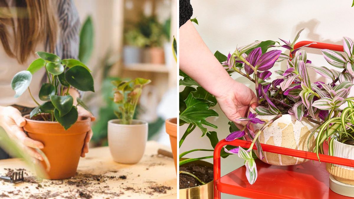 How to Improve Indoor Plant Growth with Simple Daily Habits