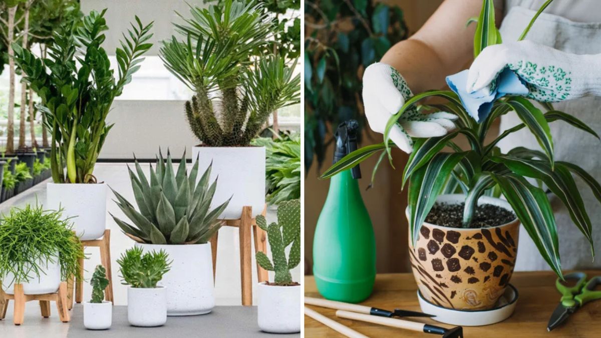The Ultimate Indoor Plant Care Schedule for Beginners