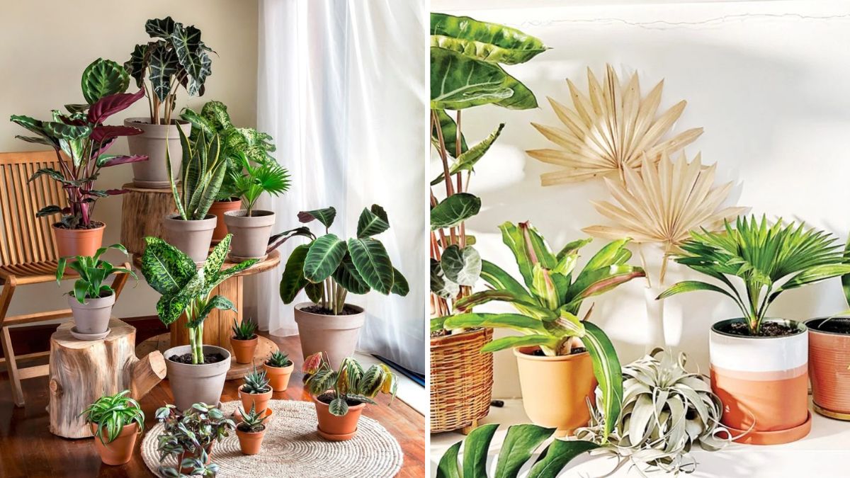 5 Signs Your Houseplant Is Thriving (or Not)