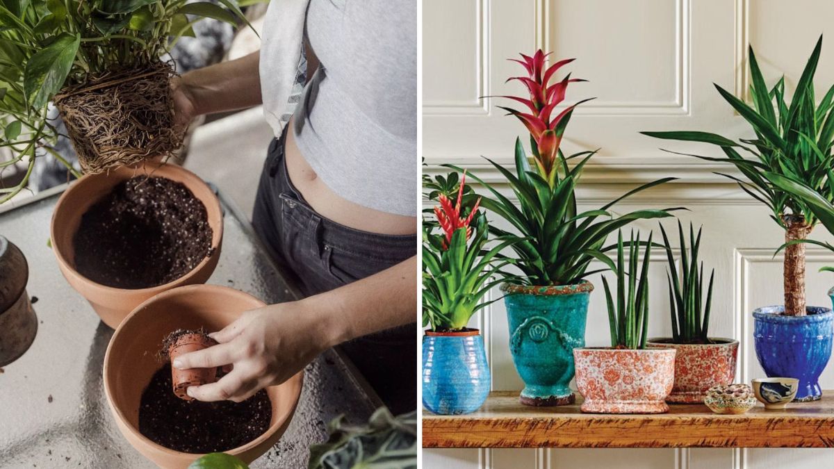 How to Aerate Houseplant Soil Without Repotting