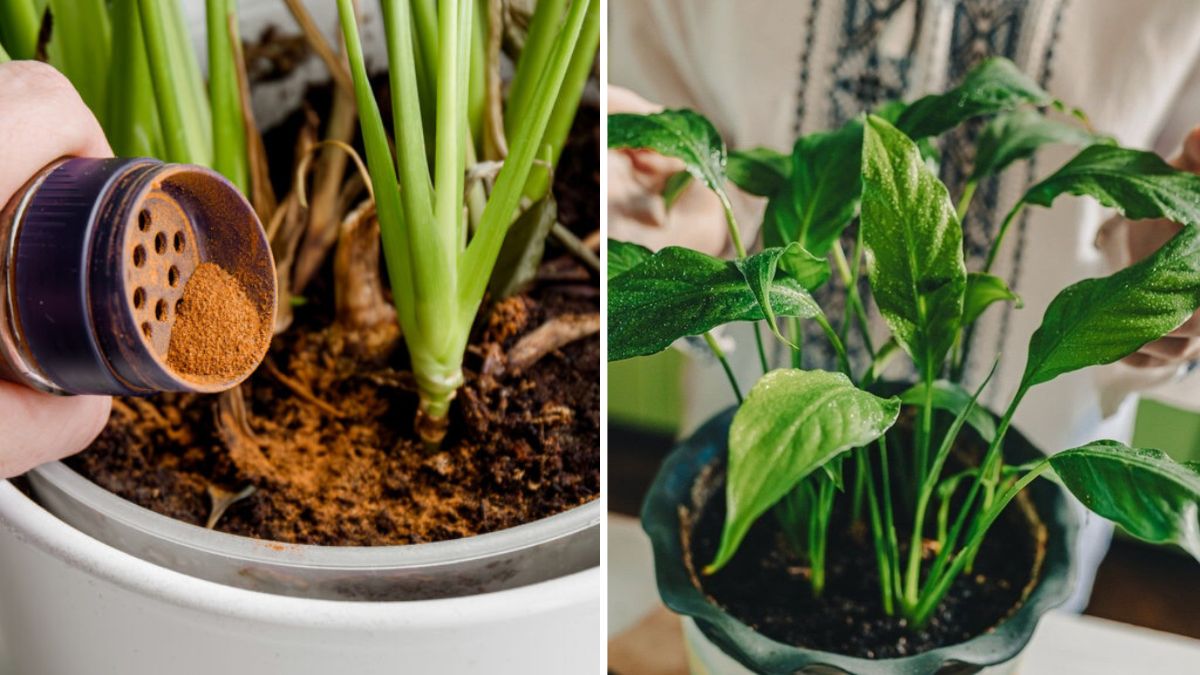 Why You Should Let Your Plants Dry Out—Sometimes
