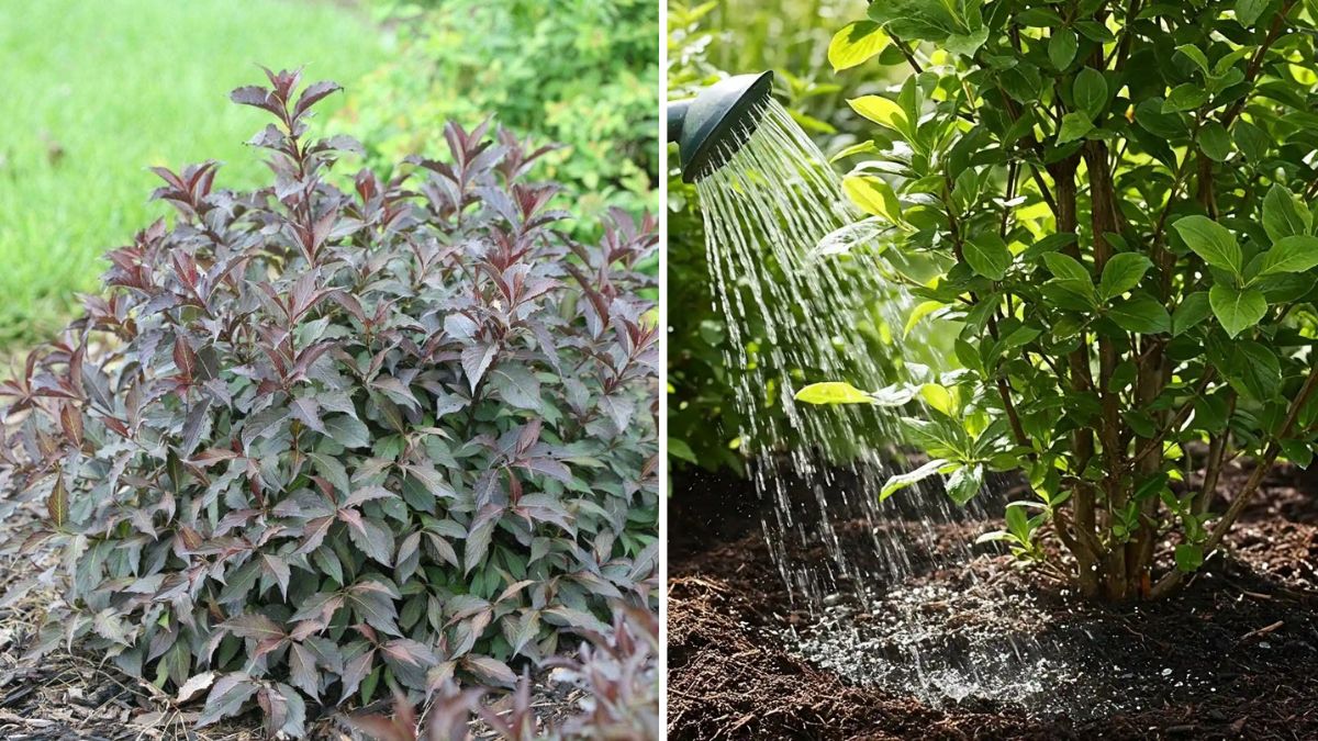 How to Tell When It’s Time to Water (Without Guessing)