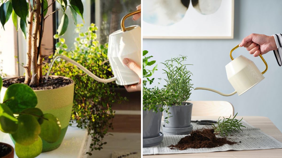 The Best Watering Tools for Every Type of Plant Parent