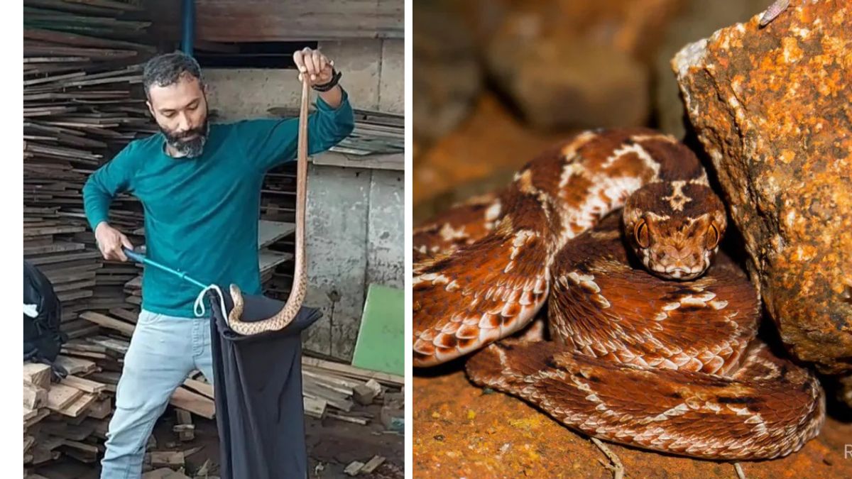 Transforming Fear into Compassion: The Inspiring Journey of Shuayb Ahmed, Bengaluru’s Snake Rescuer