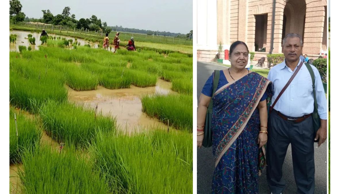 Reviving Odisha’s Agricultural Heritage: The Panigrahis’ Mission to Conserve Indigenous Rice Varieties