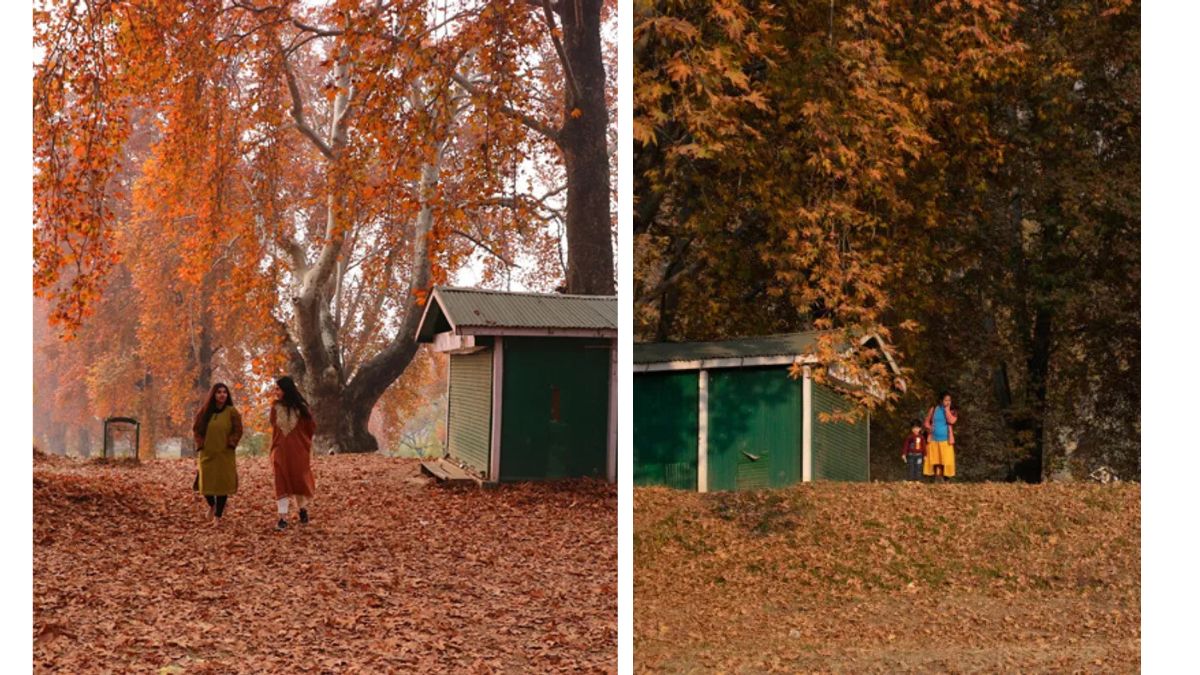 Kashmir in Autumn: When Chinar Trees Paint the Valley Red and Gold